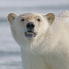 Portrait eines jungen Eisbären