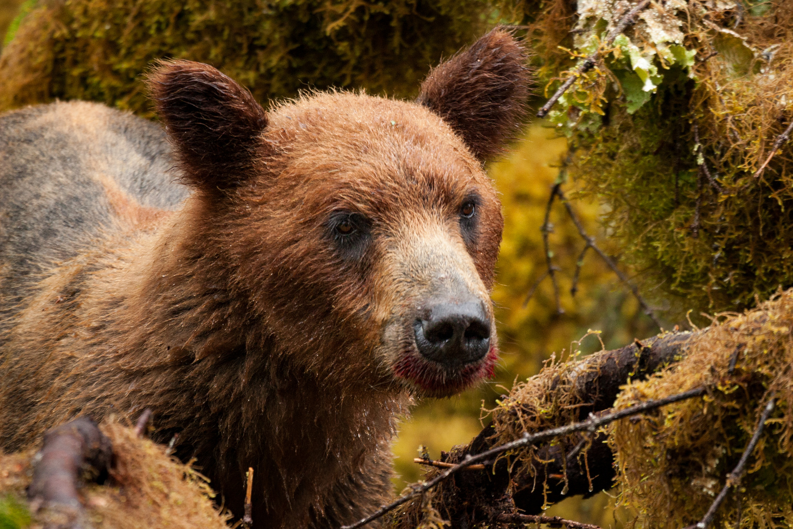 Portrait eines jungen Grizzlys (wildlife)