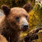 Portrait eines jungen Grizzlys (wildlife)