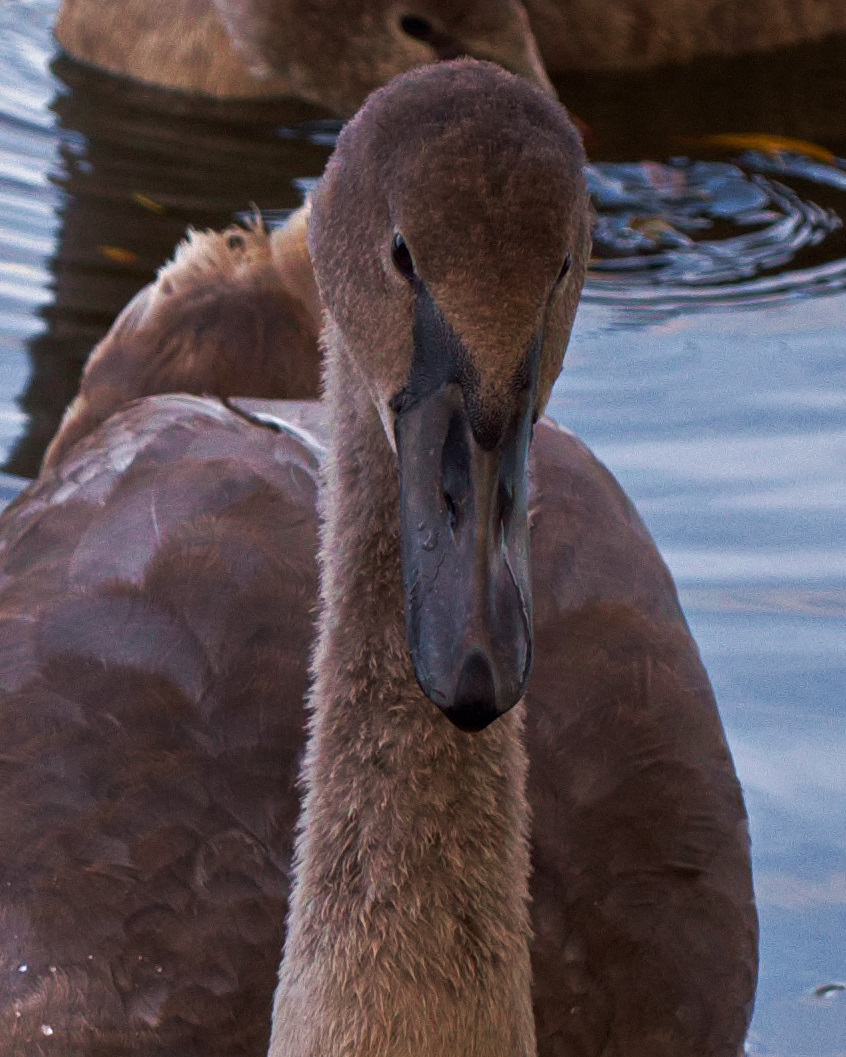 Portrait eines jungen Herrn