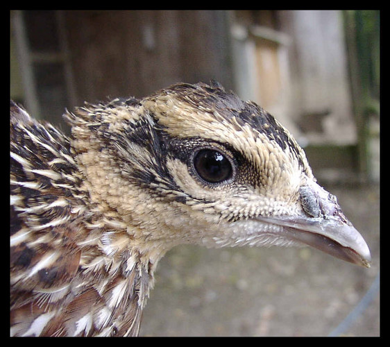 Portrait eines jungen Königsfasan´s