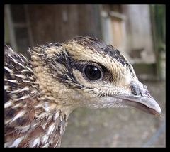 Portrait eines jungen Königsfasan´s