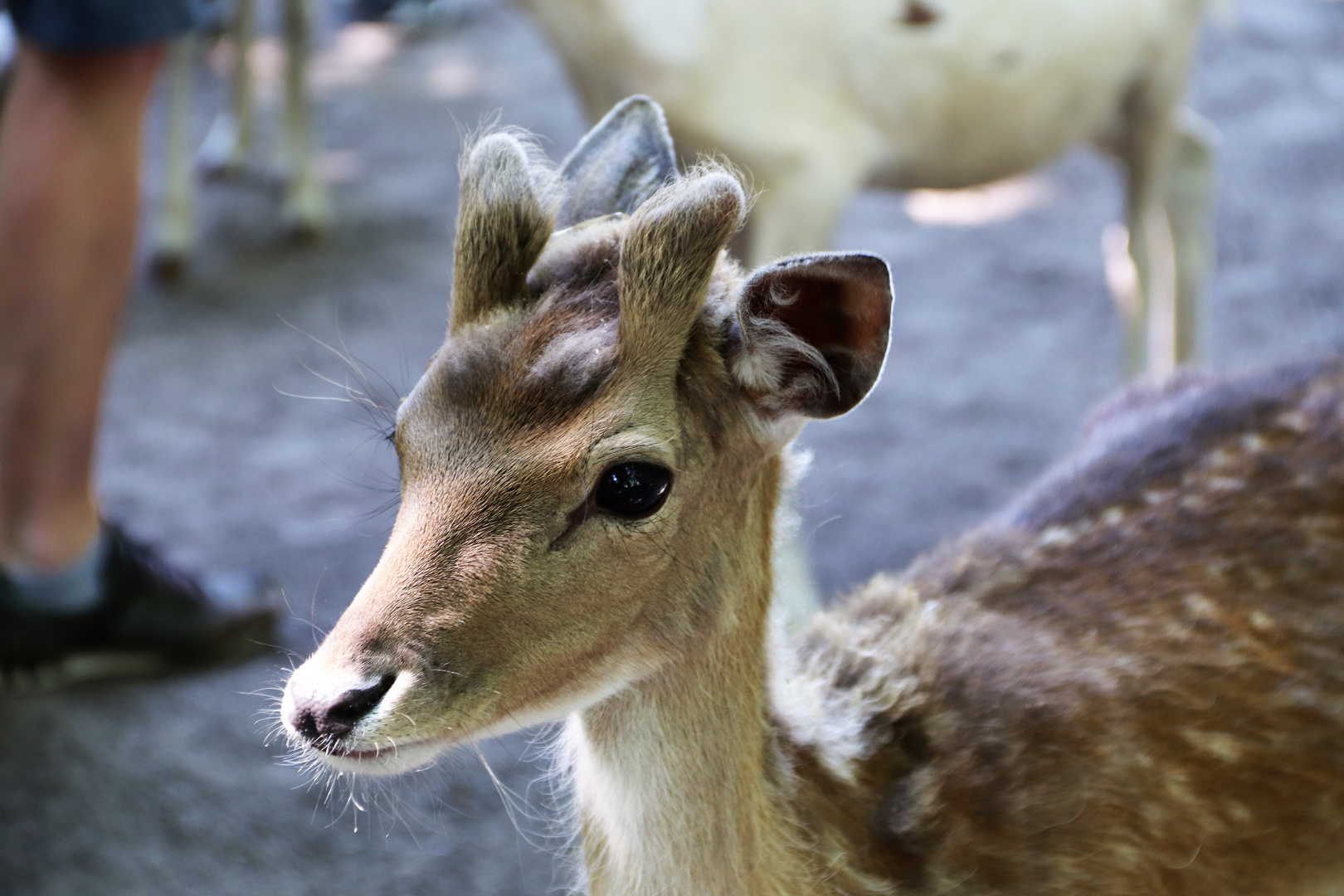 Portrait eines jungen männlichen Damhirsches