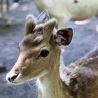 Portrait eines jungen männlichen Damhirsches