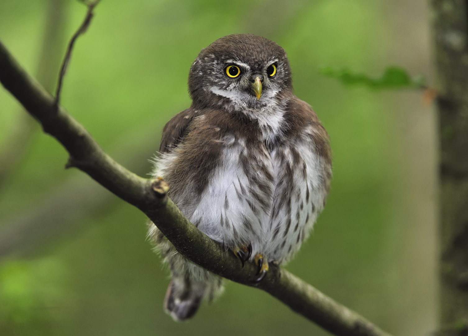 Portrait eines jungen Sperlingskauzes