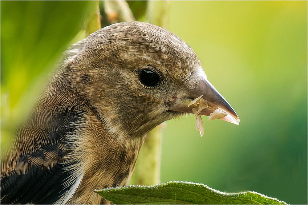 Portrait eines jungen Stieglitz.. Foto & Bild tiere, wildlife