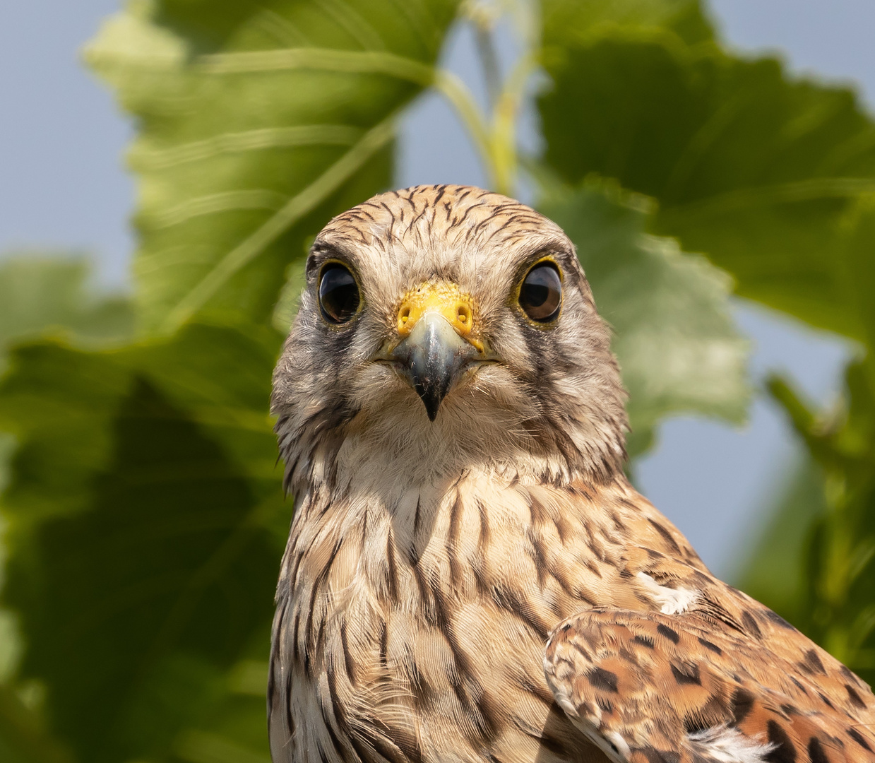 Portrait eines jungen Turmfalken