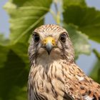 Portrait eines jungen Turmfalken