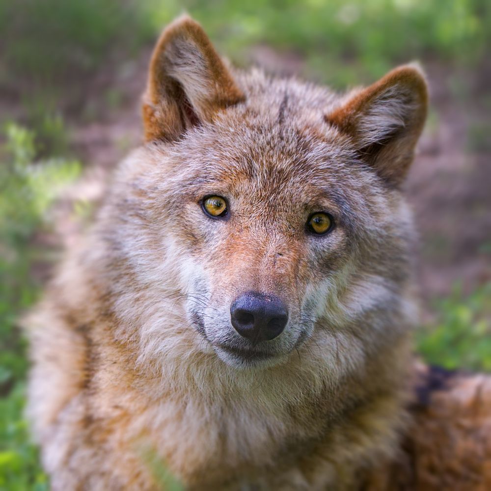 Portrait eines jungen Wolfes