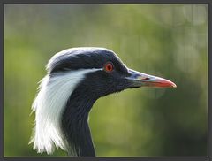 Portrait eines Jungfernkranichs