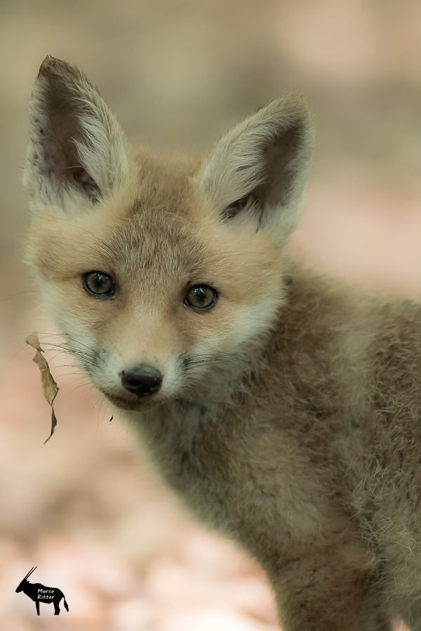 Portrait eines Jungfuchses