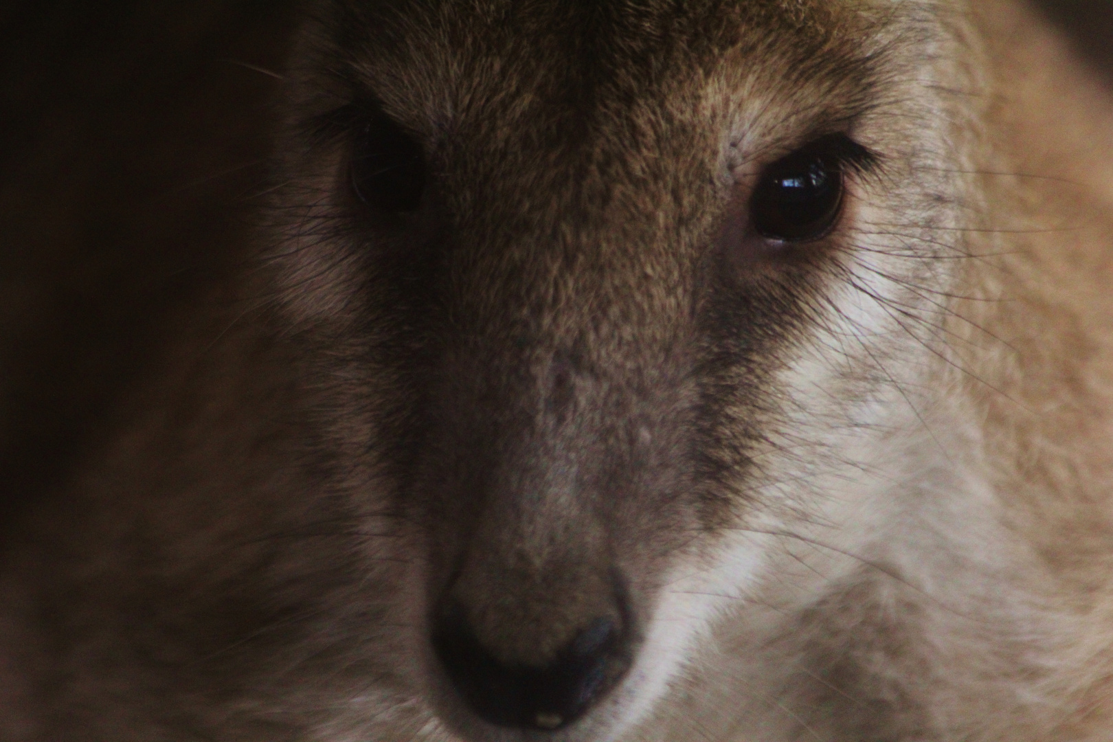 Portrait eines Känguru