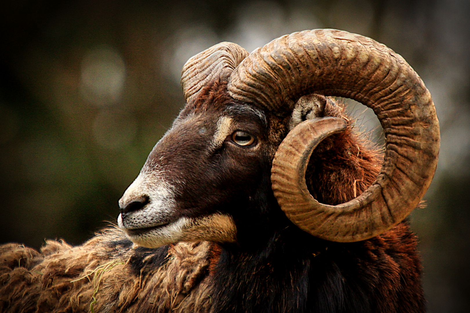 Portrait eines kapitalen Wildschafes