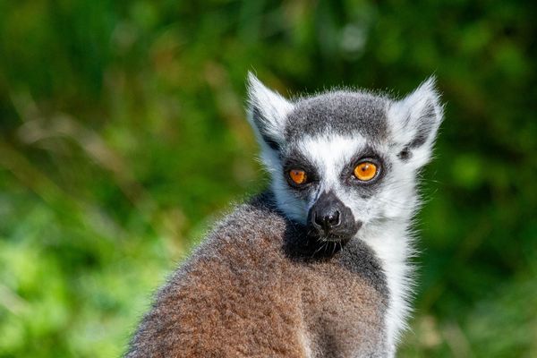 Portrait eines Kattas!