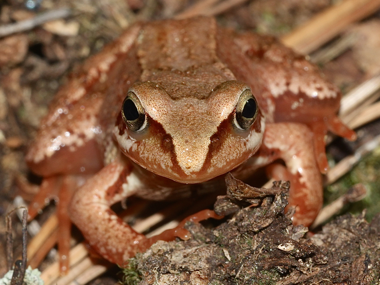 Portrait eines kleinen Grasfrosches (Rana temporaria)