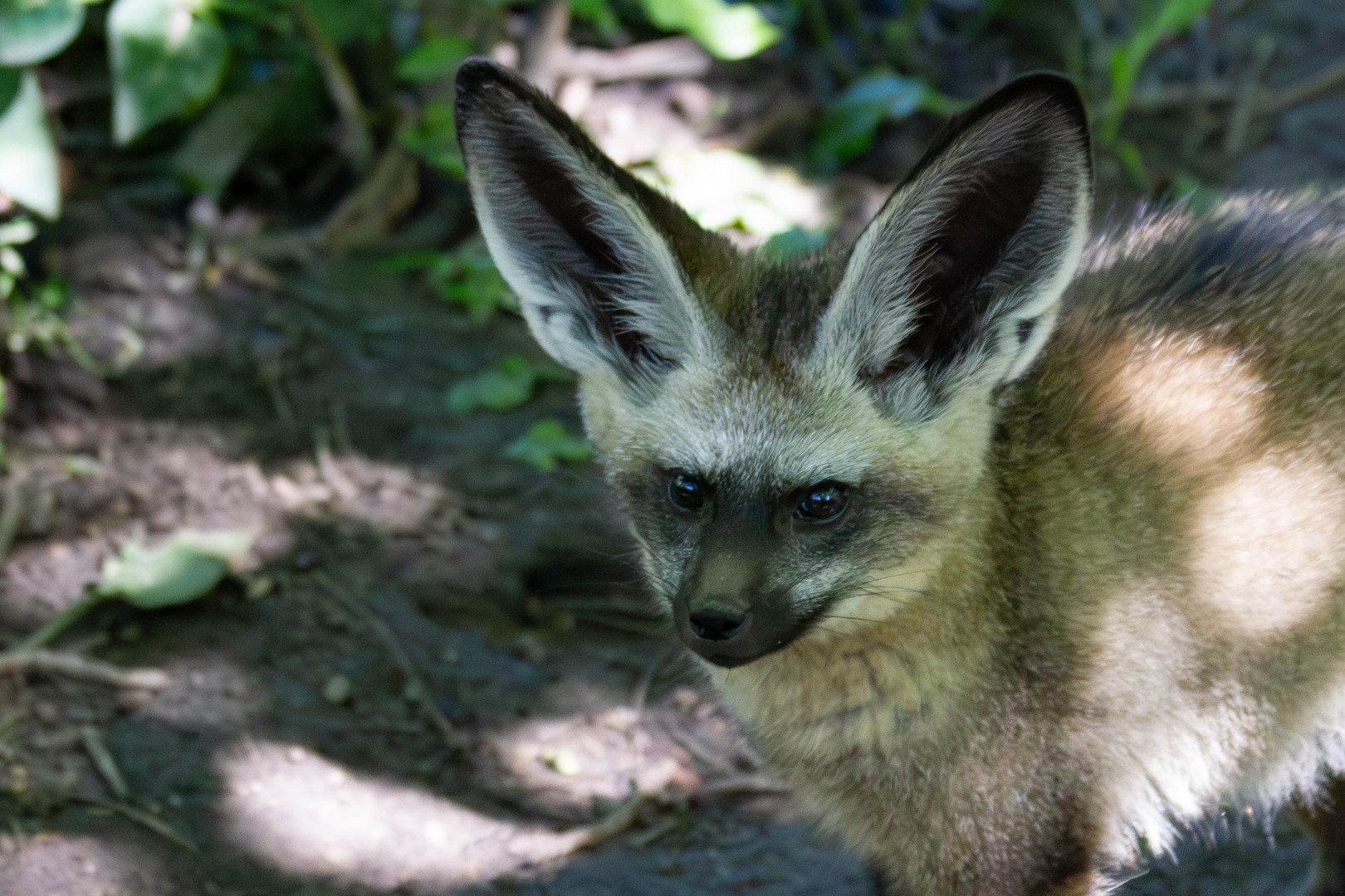 Portrait eines kleinen Löffelhundes