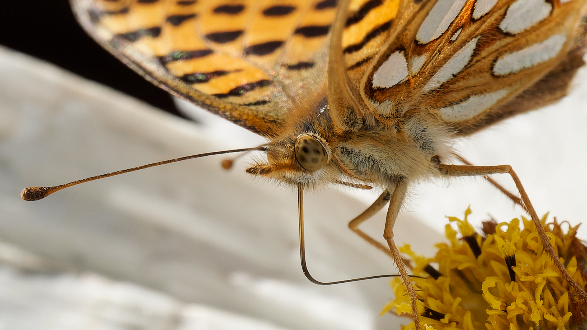 Portrait eines Kleinen Perlmuttfalters  .....