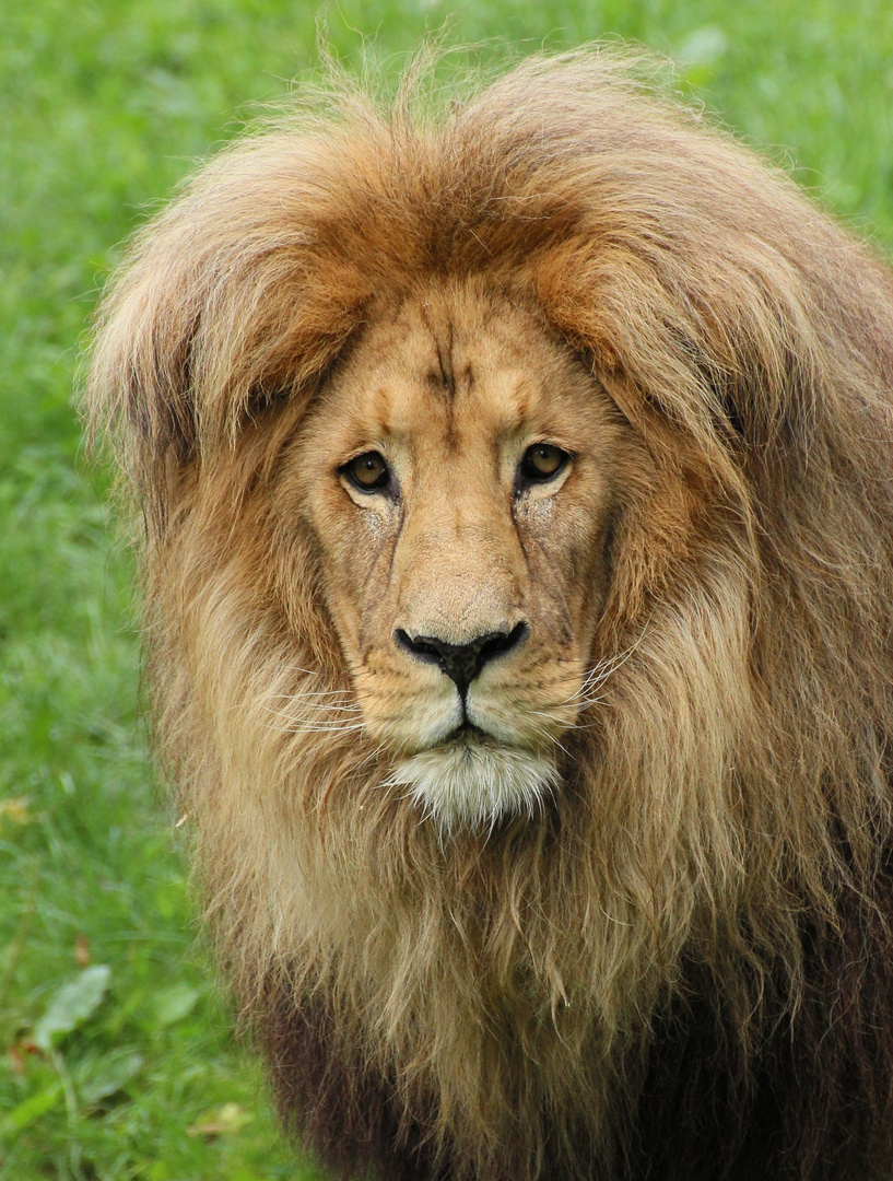 Portrait eines Königs ;)