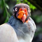 Portrait eines Königsgeiers !