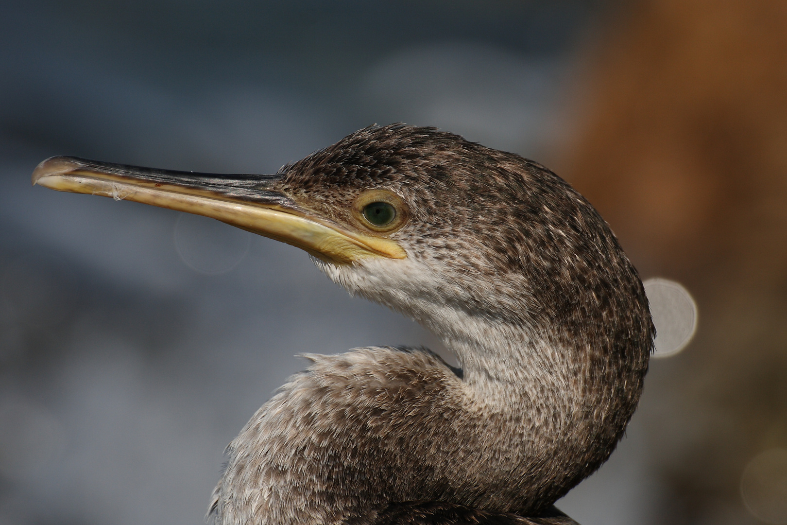 Portrait eines Komoranweibchens -wildlife-