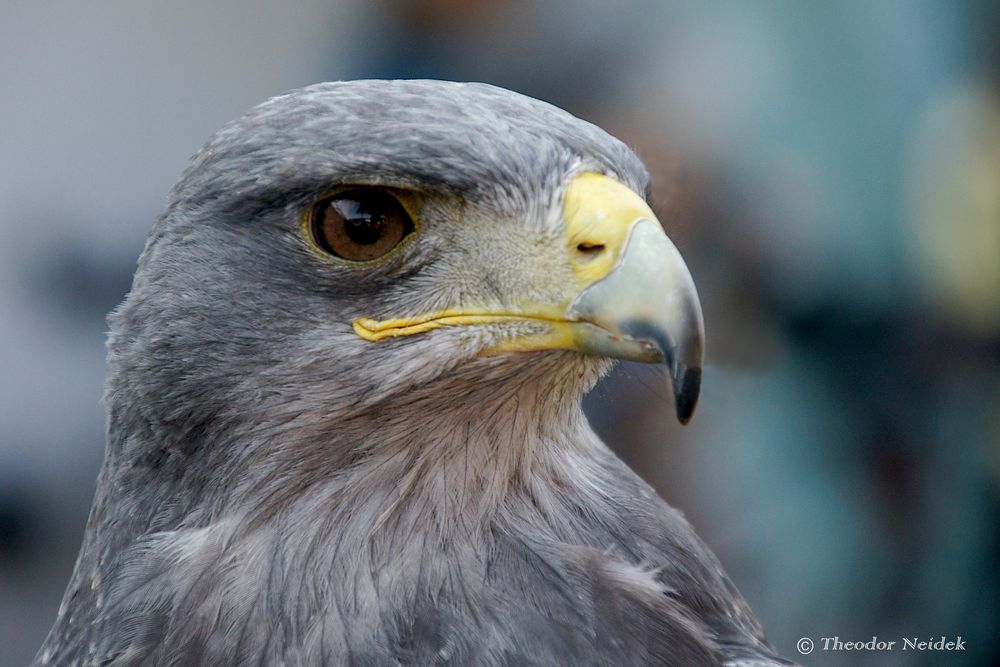  Portrait eines Kordillerenadlers 