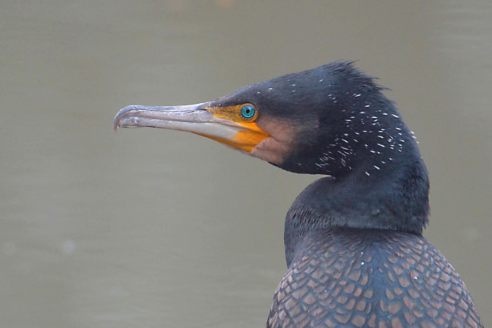 Portrait eines Kormoran