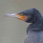 Portrait eines Kormoran