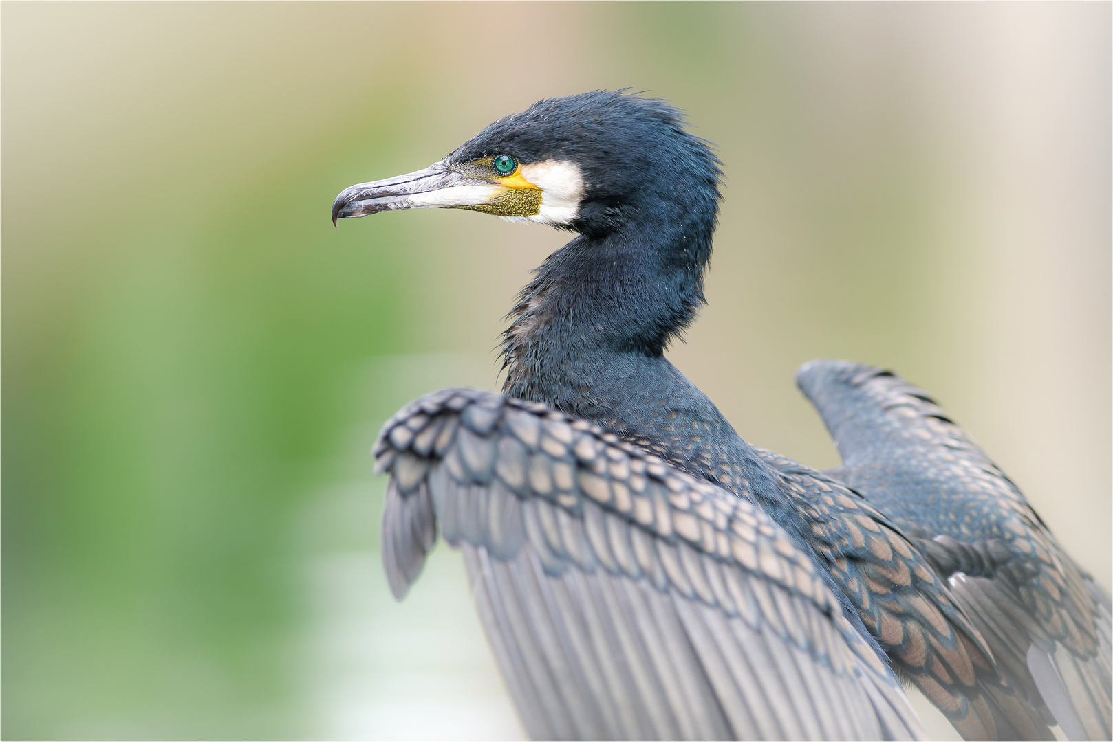 Portrait eines Kormoran