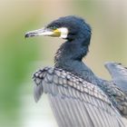 Portrait eines Kormoran