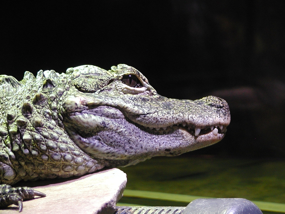 Portrait eines Krokodils