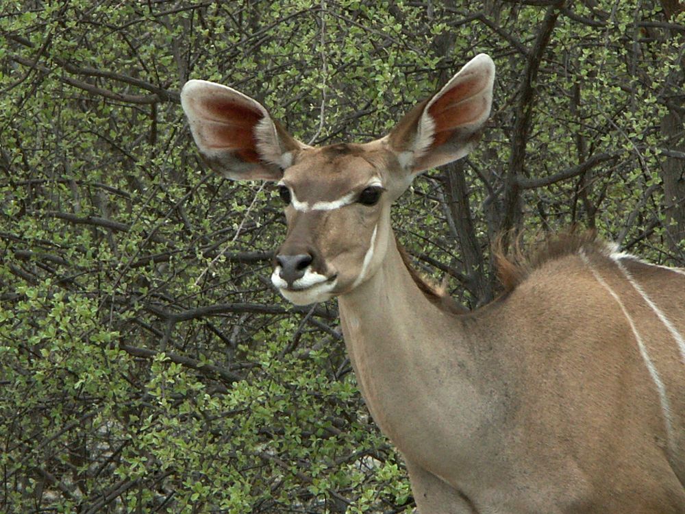 Portrait eines Kudu-Kalbes