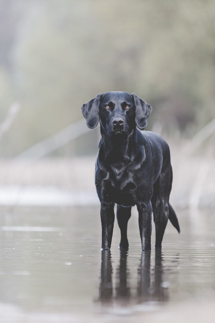 Portrait eines Labrador-Retriever