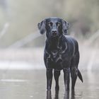 Portrait eines Labrador-Retriever