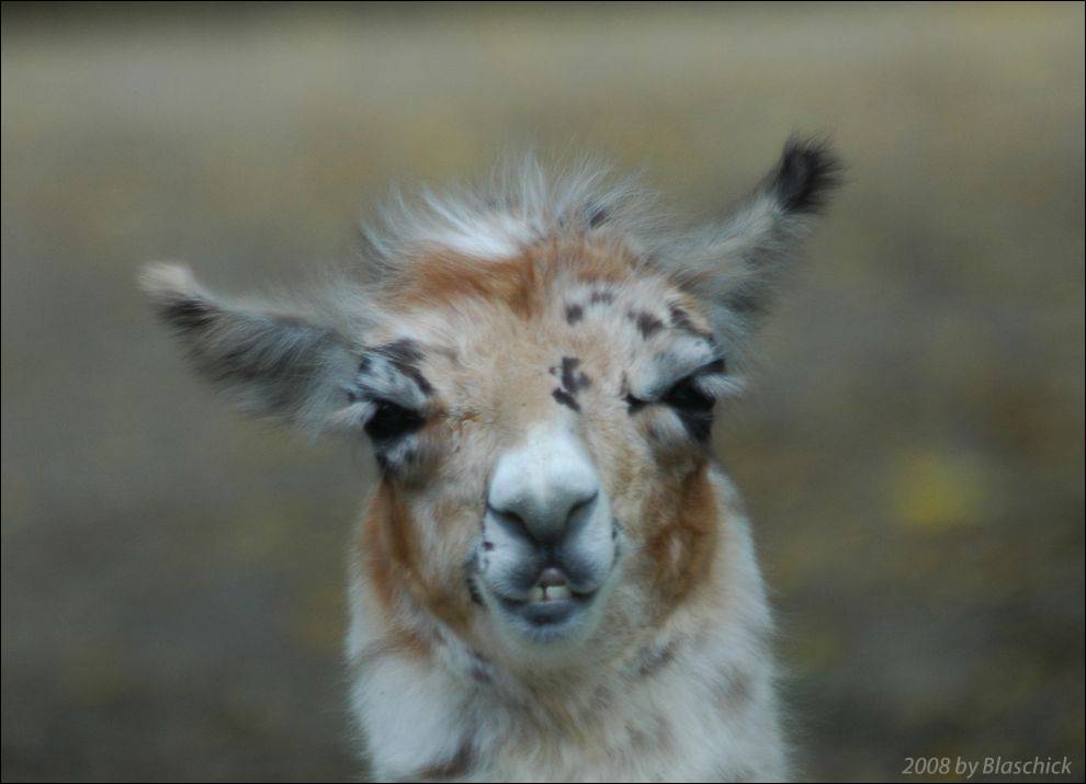 Portrait eines Lama - Baby