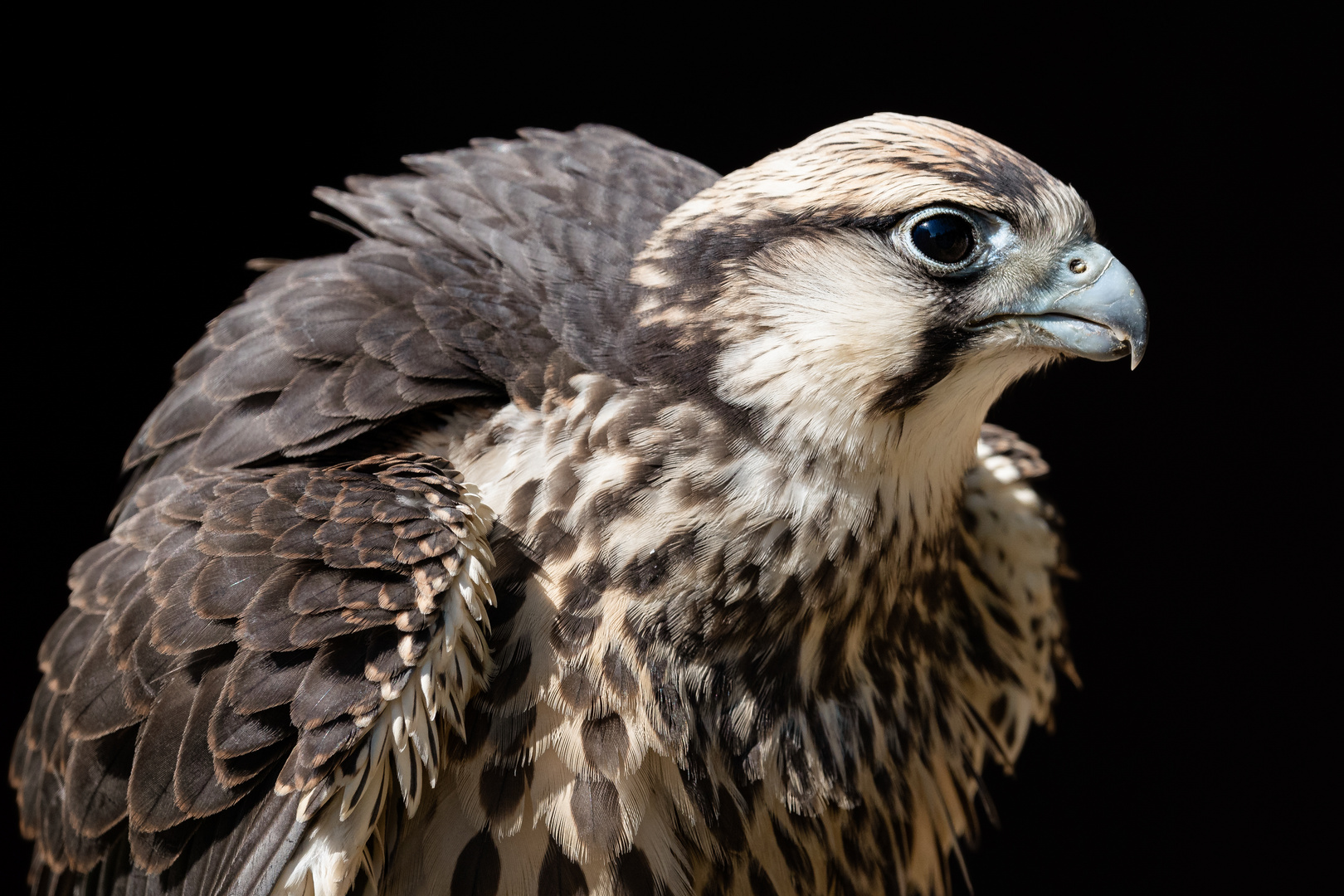 Portrait eines Lannerfalken