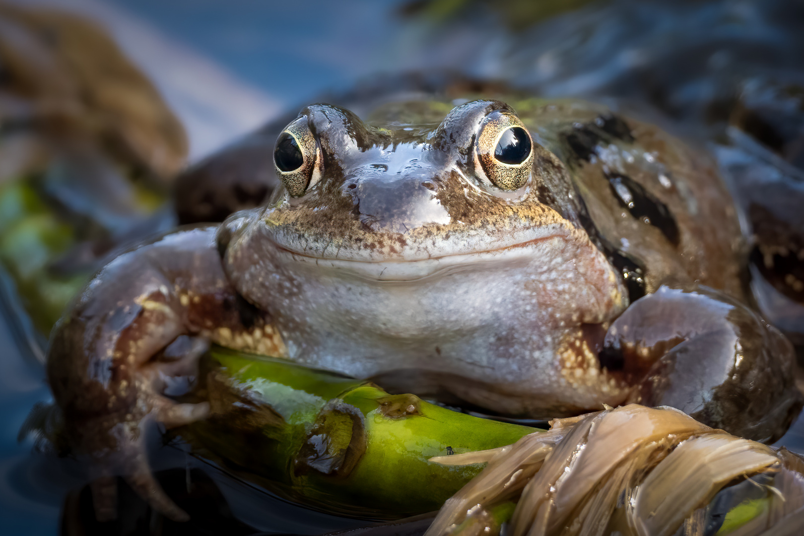 Portrait eines Laubfrosches, der mit sich und der Welt im Reinen ist.