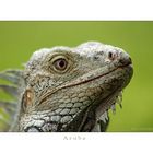 Portrait eines Leguan