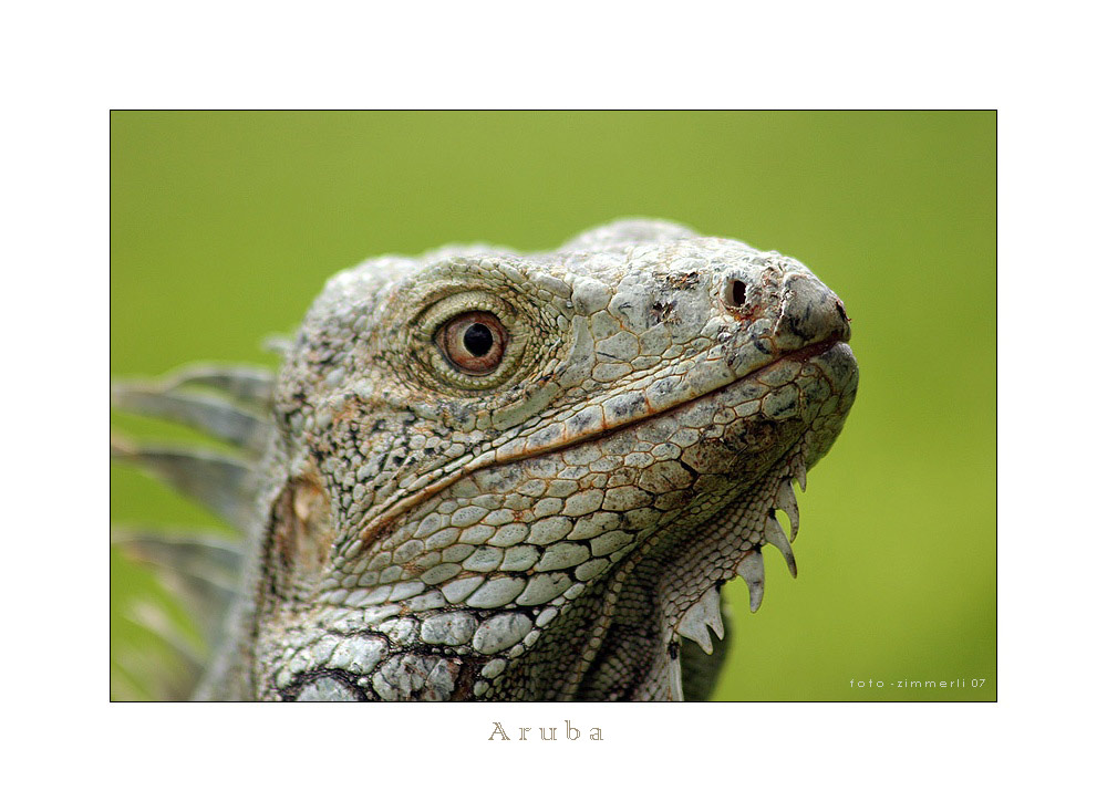 Portrait eines Leguan