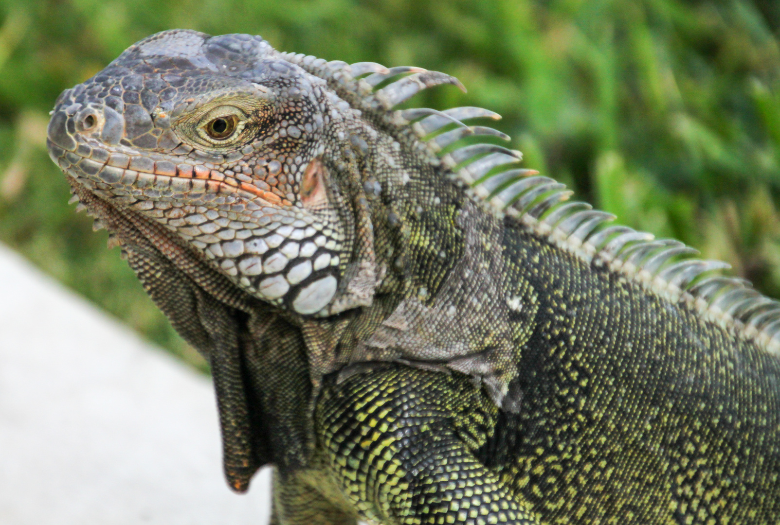 Portrait eines Leguan - ein bischen wie ein kleiner Drache