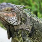 Portrait eines Leguan - ein bischen wie ein kleiner Drache