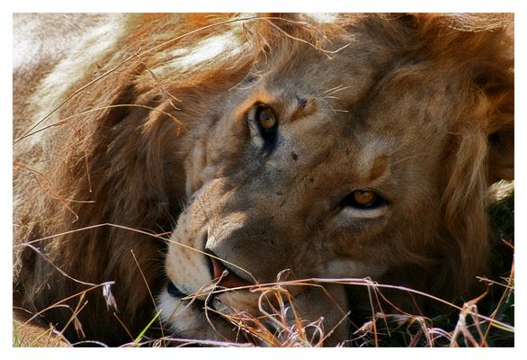 Portrait eines Löwen
