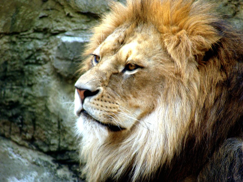 Portrait eines Löwen (Panthera Leo)