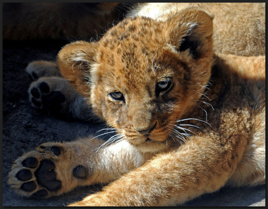 Portrait eines Löwenbabys . .