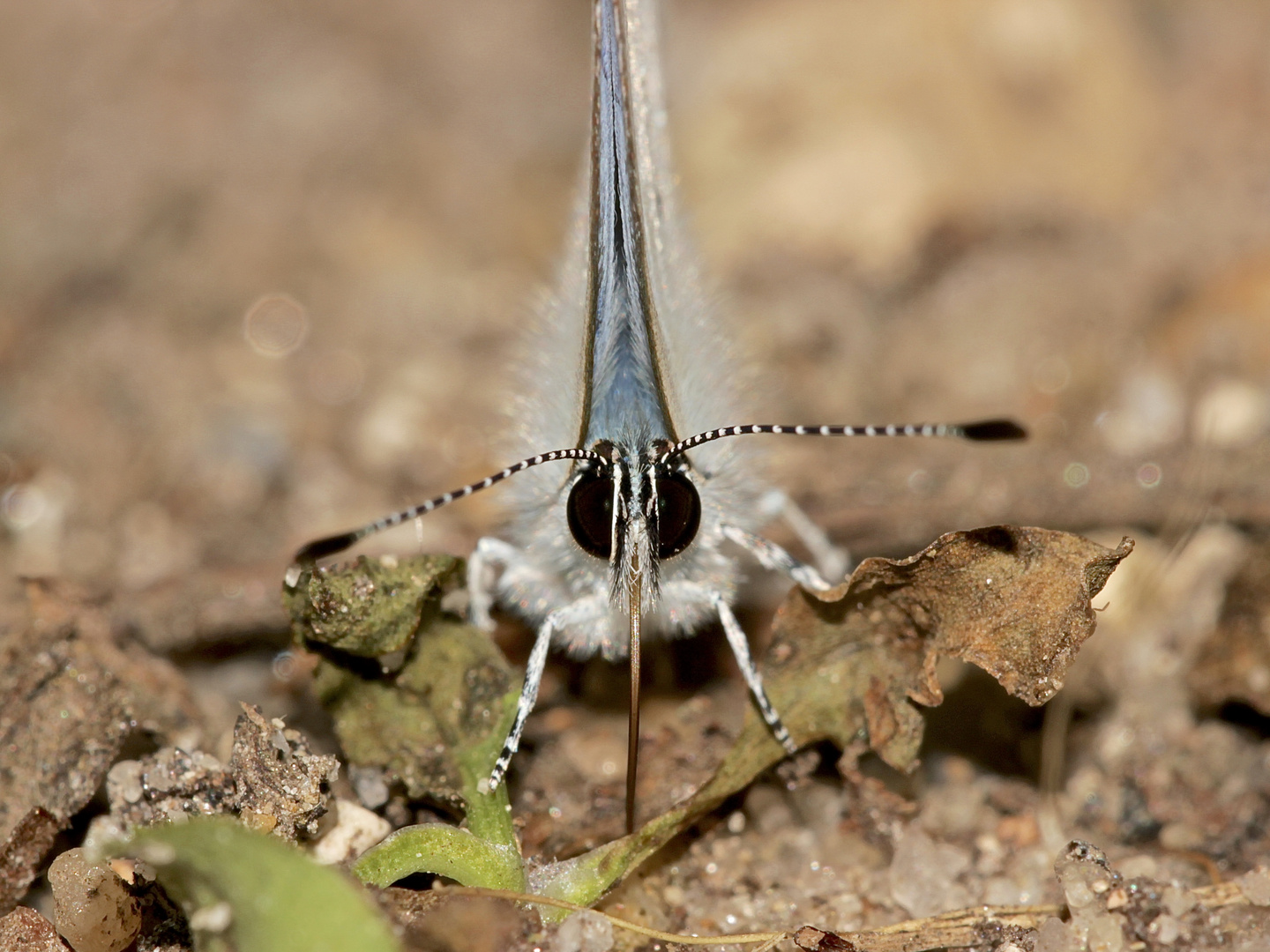 Portrait eines Männchens des häufigen Faulbaum-Bläulings (Celestrina argiolus) ...