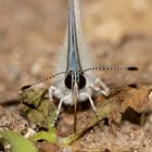 Portrait eines Männchens des häufigen Faulbaum-Bläulings (Celestrina argiolus) ...