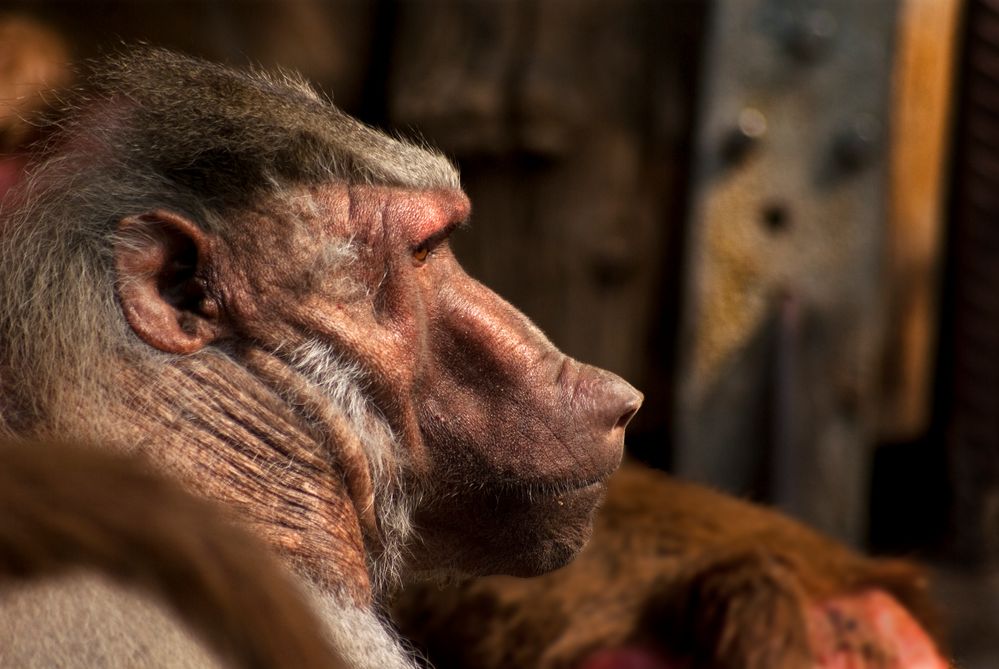 Portrait eines männlichen Mantelpavians im Zoologischen Garten Krefeld