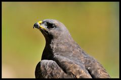 - Portrait eines Mäusebussard - ( Buteo buteo )