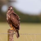 Portrait eines Mäusebussardes