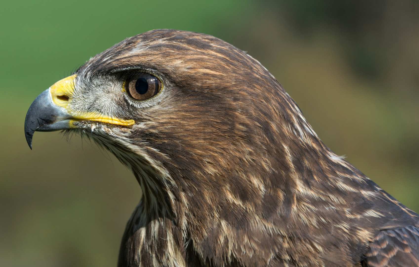 Portrait eines Mäusebussards