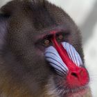 Portrait eines Mandrill-Affen